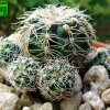 Gymnocalycium _bruchii _GN236-728 _01